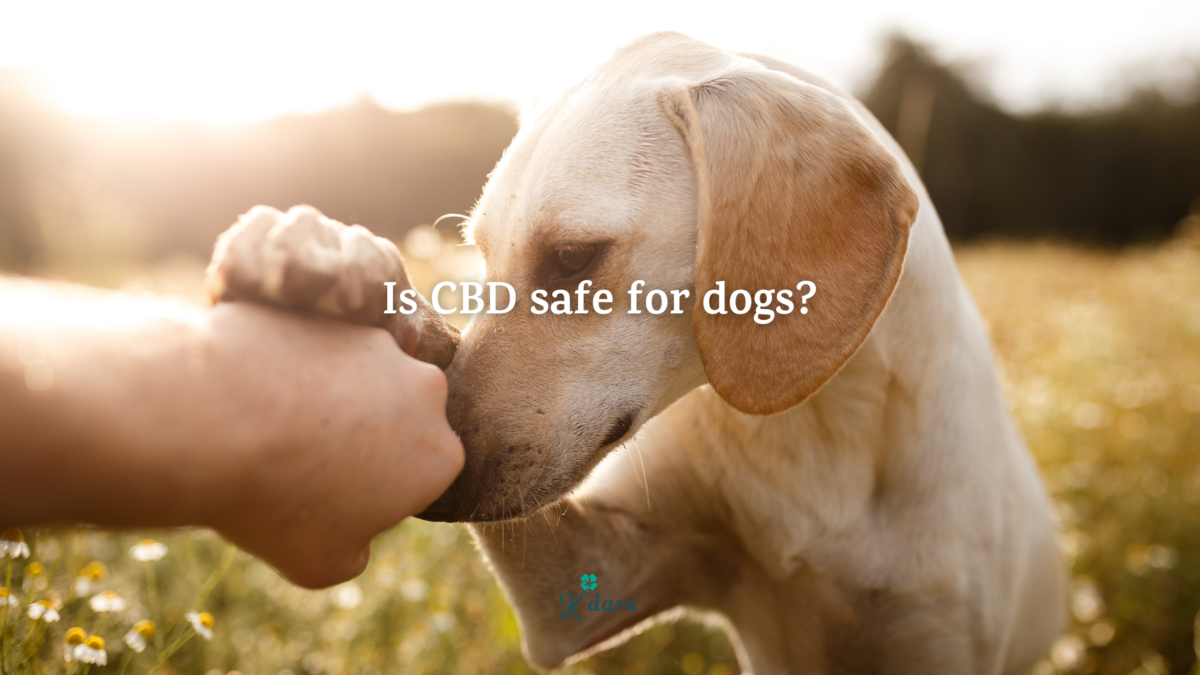 Best cbd oil for dogs