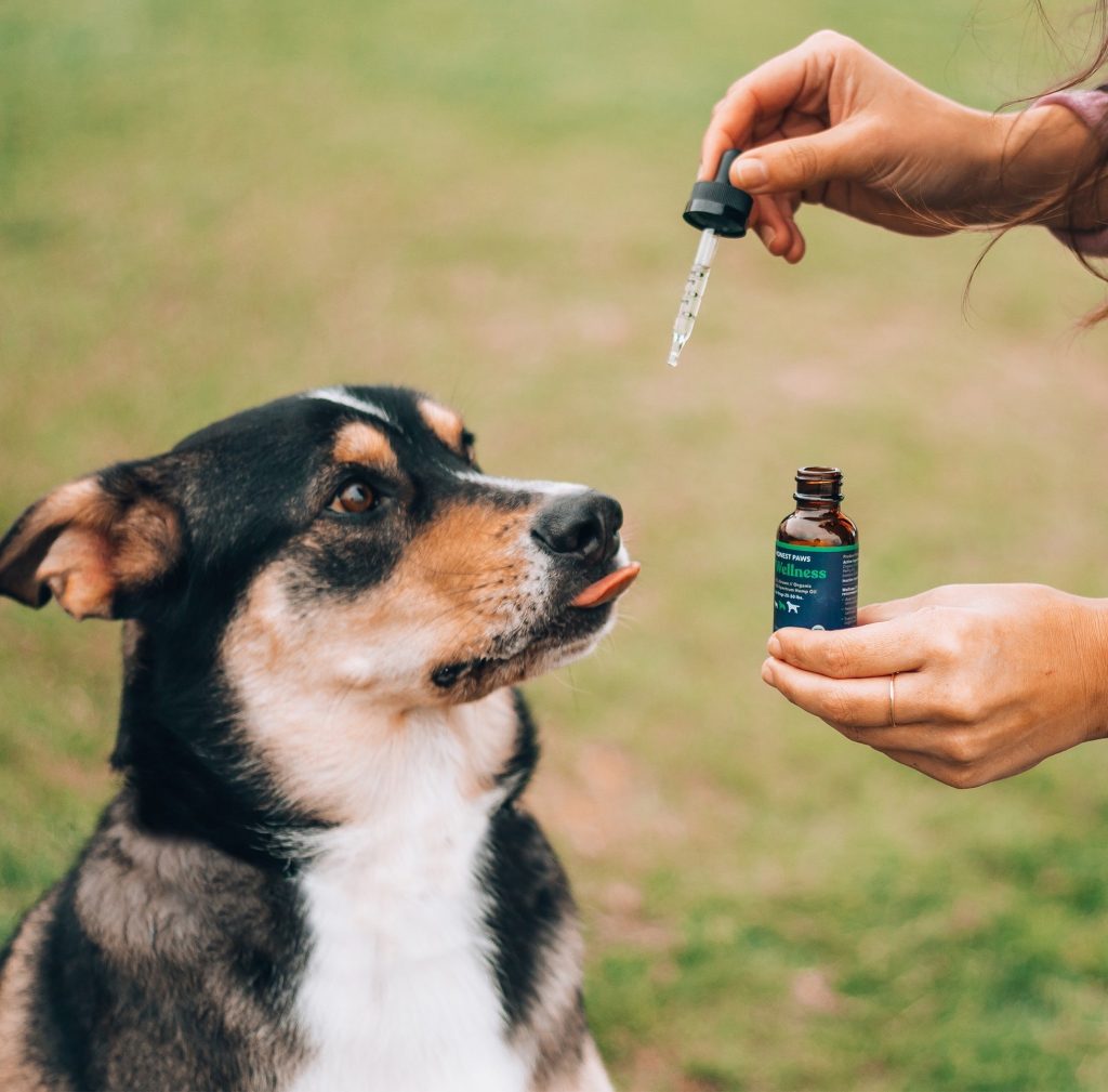 cbd dog treats
